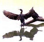 cormorant