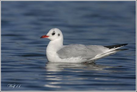 mouette-rieuse11-01
