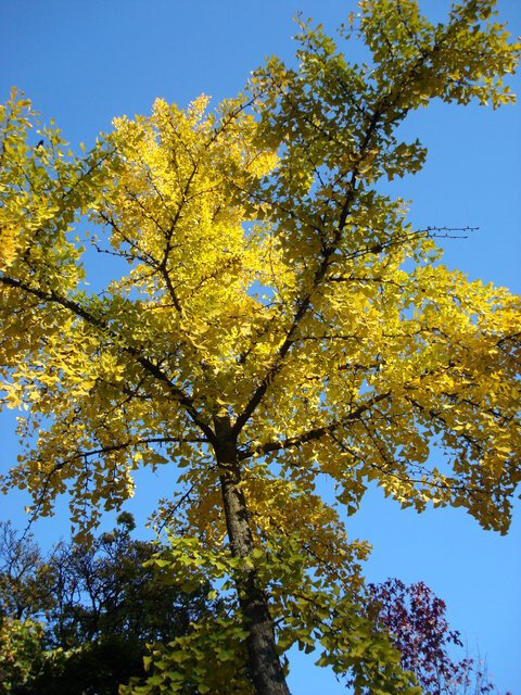 Gingko biloba 170 K° l'arbre aux quarante écus 2448x3264-001