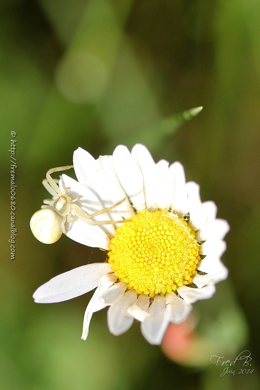 Misumena vatia