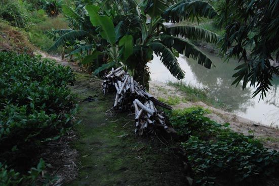 chemin