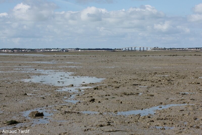 002054 Noirmoutier Juin 2020 - Le Pont de l'Ile de Noirmoutier vue depuis le Passage du Gois