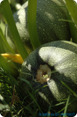 Courgette_jardin