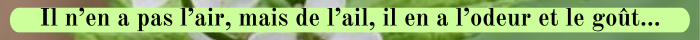 31 ALLIAIRE Caractéristiques