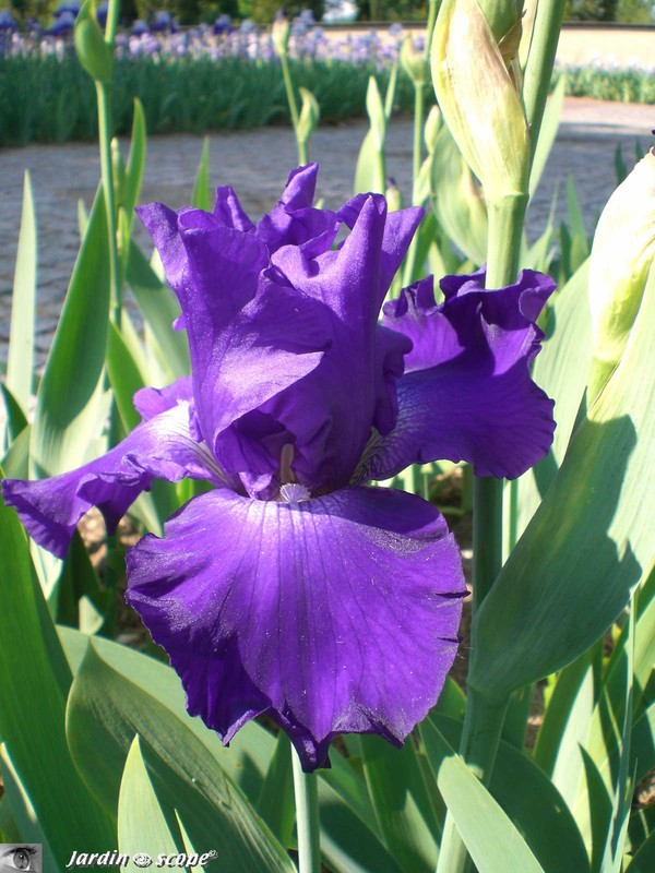 Iris