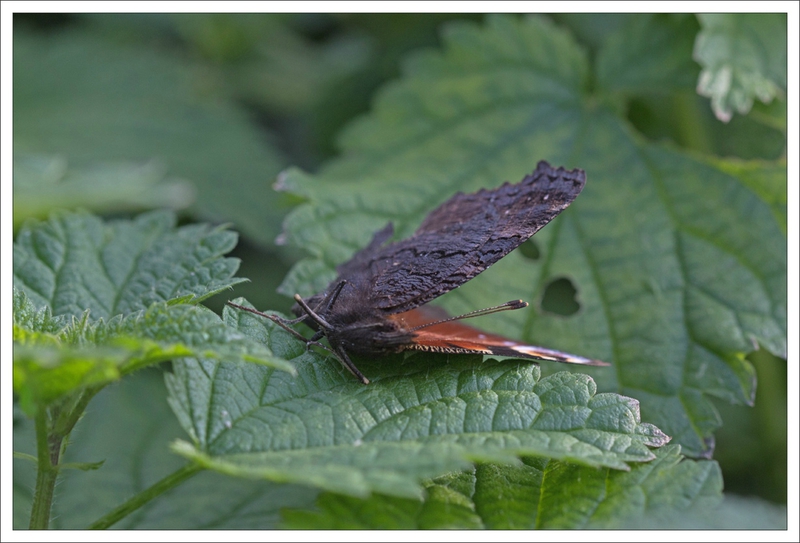 Galuchet papill paon du jour mort 2 011213