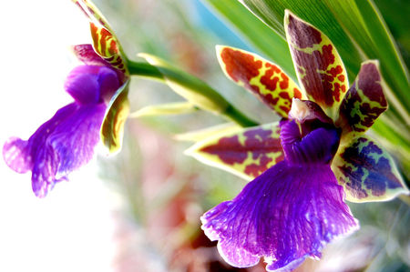 orchid_e