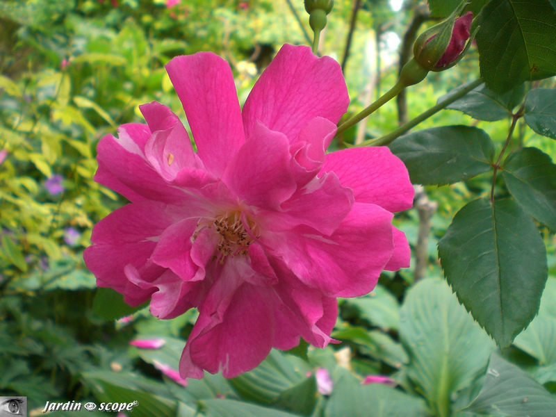 Une rose (sp. ?)