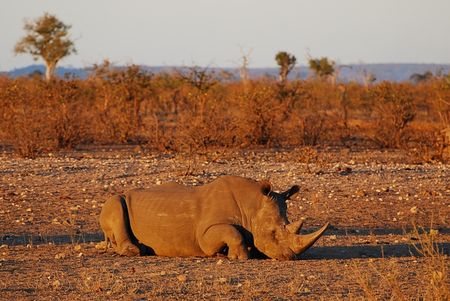 Rhinoc_ros_blanc__parc_Kruger__Afrique_du_Sud