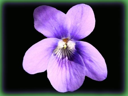 violettes_france_1257523389_1304698