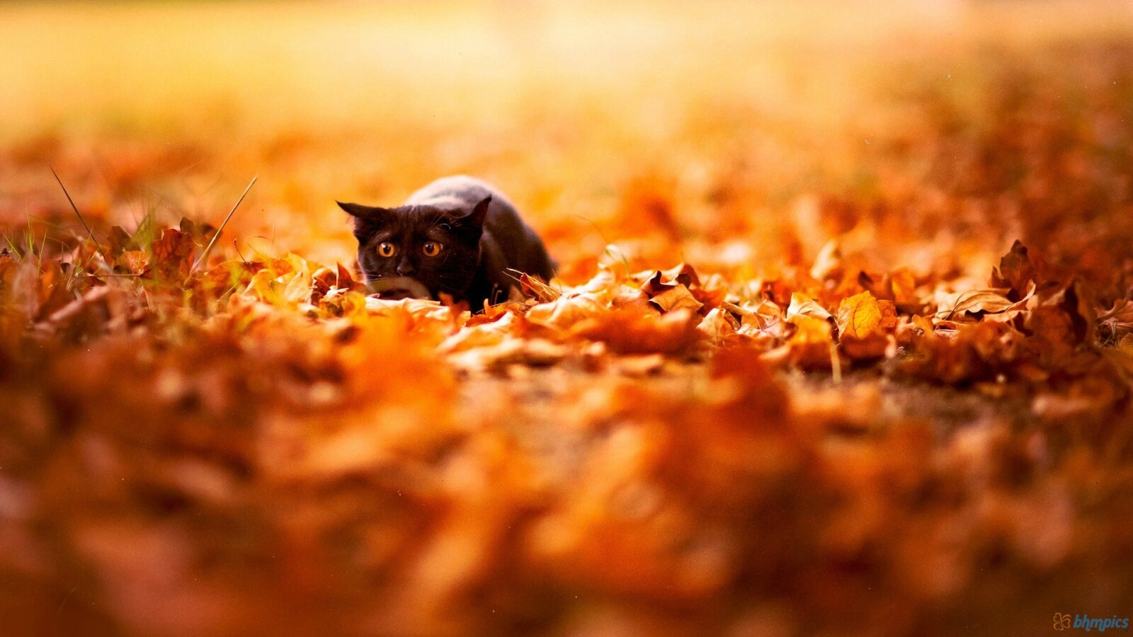 Cat-And-Autumn-Leaves