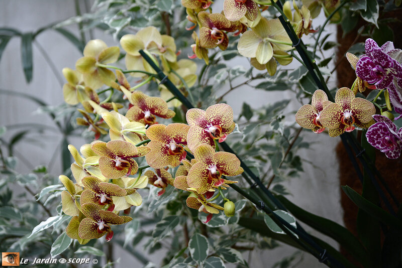 PAT_9243 Orchidées 2019 Orléans
