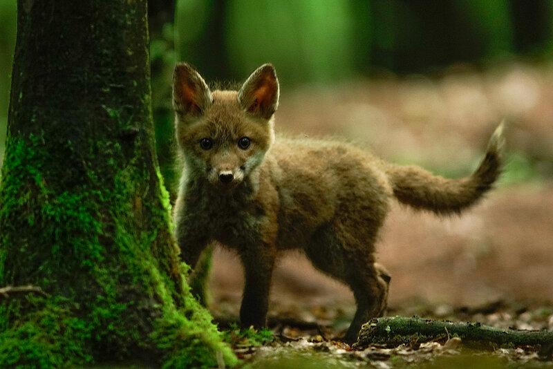 Regard de renard