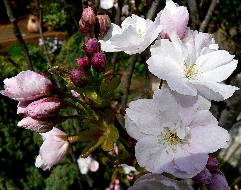 cerisier à fleurs