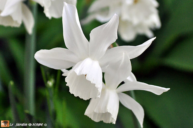 Narcissus-Thalia