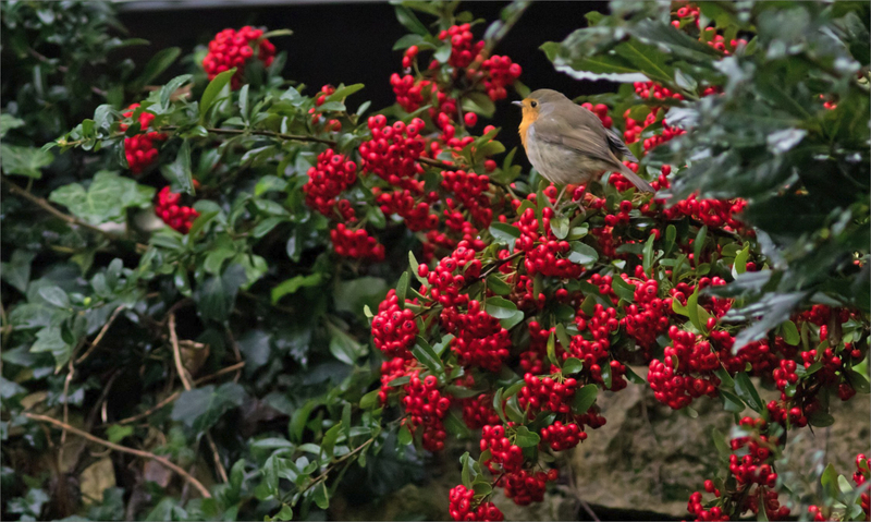 Oiseau RG pyracantha graines ym