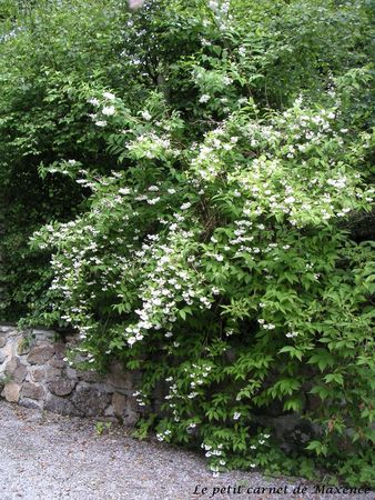 deutzia_2