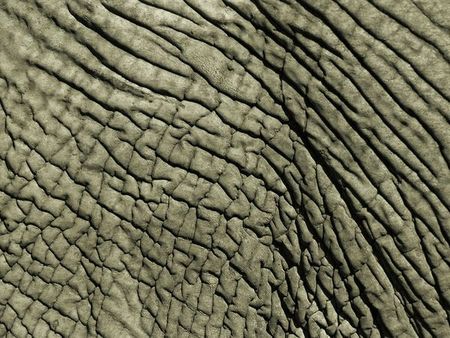 elephant skin 