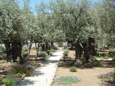 jardin_des_oliviers
