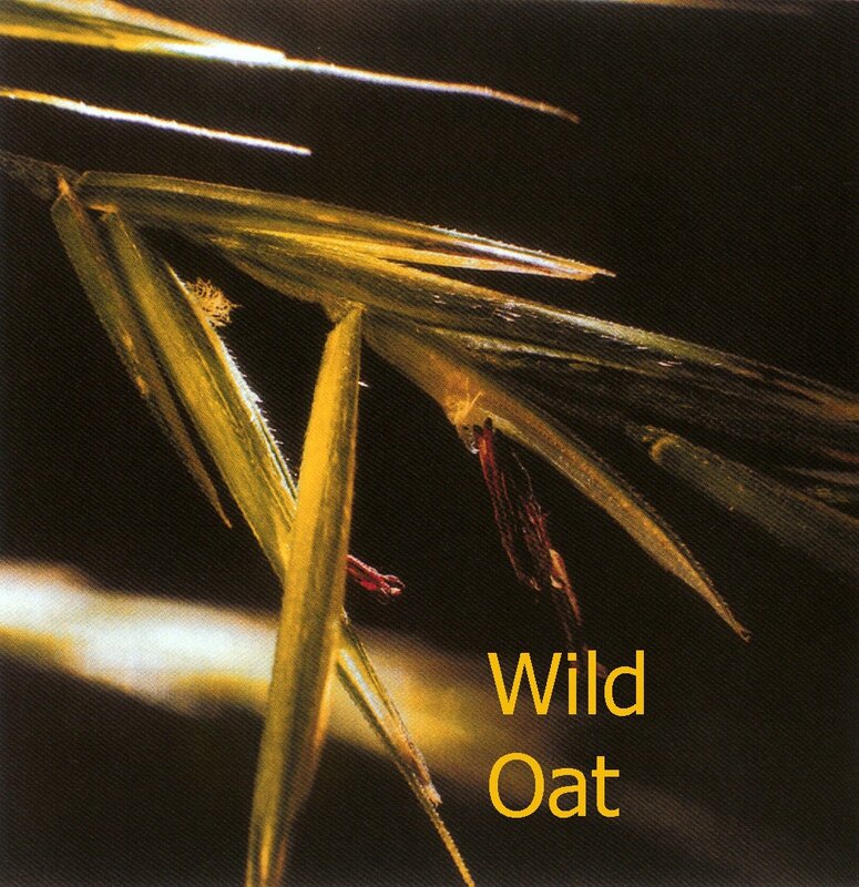 Wild oat