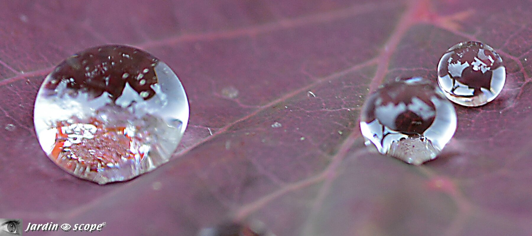 Gouttes de pluies sur une feuille de Cotinus