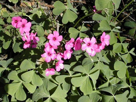 Oxalis_articulata