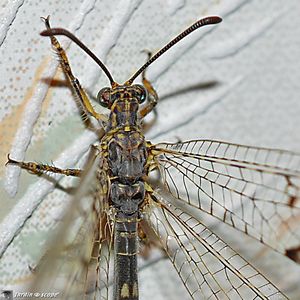 Fourmilion longicorne • Distoleon tetragrammicus - détails de la tête