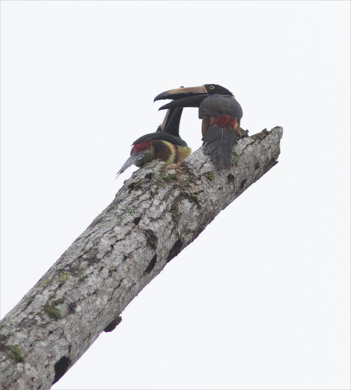 J3 La Fortuna 031219 ym 300 30 arbre mort oiseaux toucan aracari