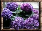 Hortensia_2