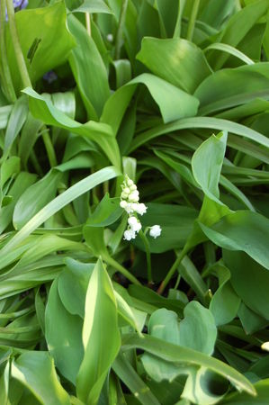 Muguet