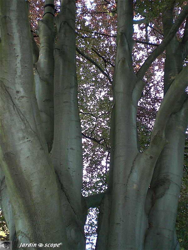 Hêtre pourpre • Fagus sylvatica purpurea • Famille des Fagaceae