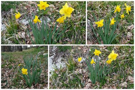 jonquilles