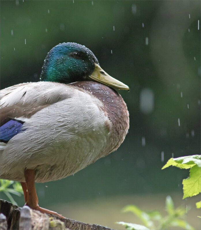 oiseaux canards pluie matin 050619 1