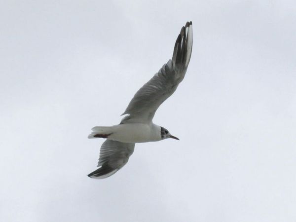 mouette1