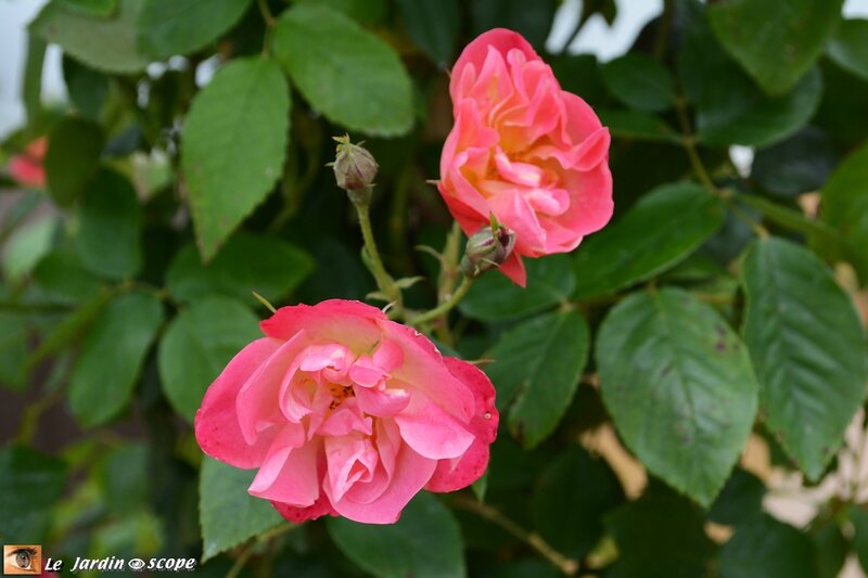 Rosier-Suzon