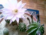 l_echinopsis_en_fleur