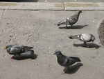 Paris__les_pigeons_qui_bouffent