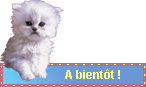 a_bientot_chat_blanc