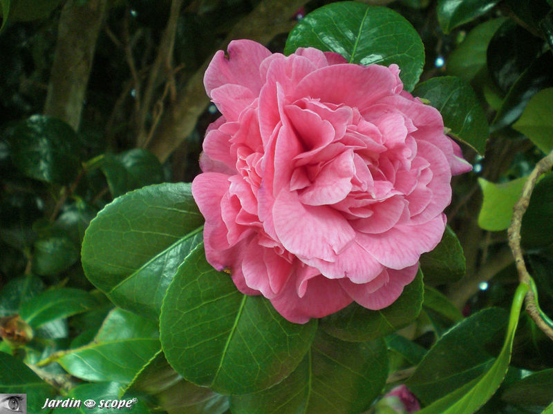 Camelia japonica sp. • Famille des Theaceae