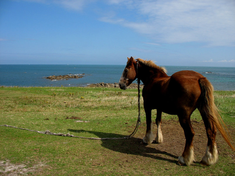 Île de Batz, cheval