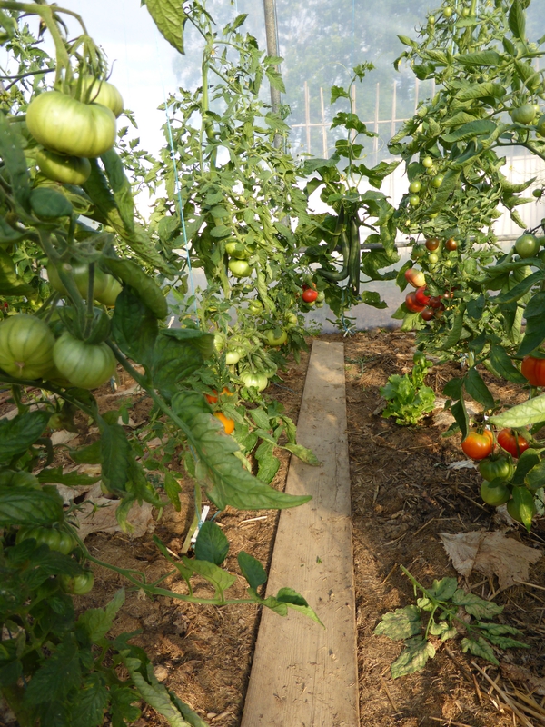 16-tomates (4)