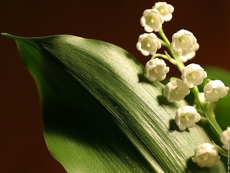 fleurs_fond_ecran_muguet_06