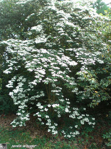 9339_Hydrangea_paniculata