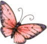 papillonrose