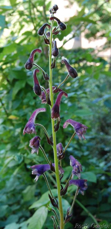 Aconitum Chine