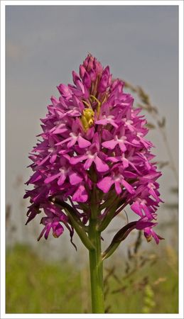 orchis_pyramid_araignee_230509