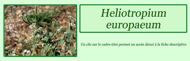 Helkiotropium europaeum