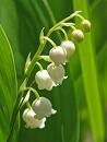 muguet