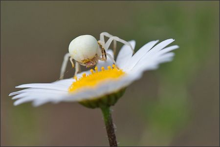 Torfou_thomise_accoupl_7_marguerite_010511