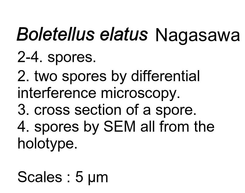 Boletellus elatus spores 2-4 legende